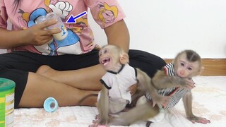 Very Hungry!! Monkey Baby Maki and Maku Cry Loudly Cannot Wait Mom Prepare Milk