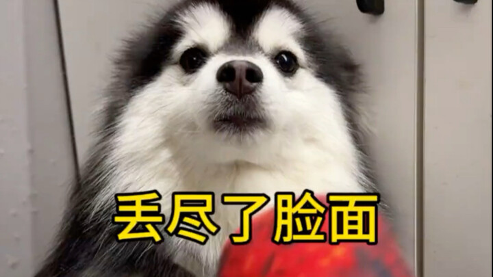 พาหมาไปบ้านเพื่อนทีเดียวทำให้ฉันหน้าแตกสิ้นดี