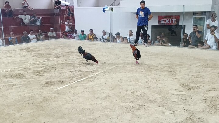 2nd fight leiper kelso, 2-hits ulutan champ