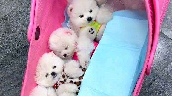 dog's