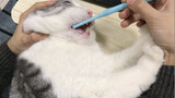 Cat gets angry when brushing its teeth