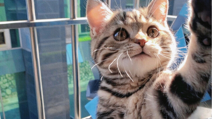 Kucing kecil di bawah sinar matahari benar-benar terlalu menggemaskan!