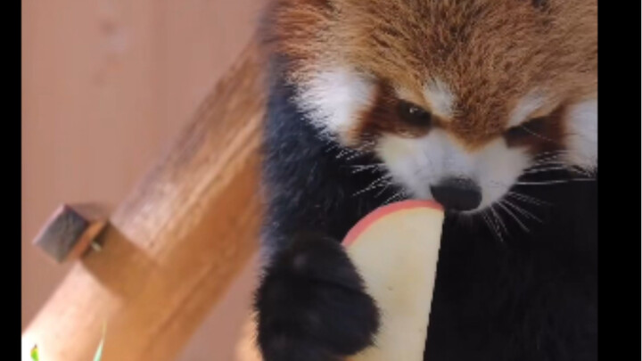 Cute little panda eats an apple