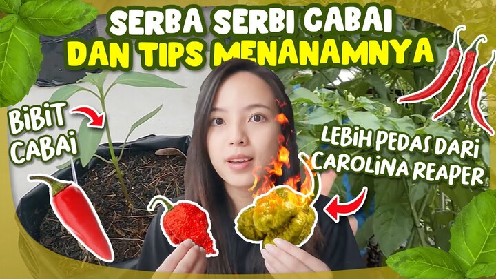 Fakta Unik dan Asal Mula Tanaman Cabai (Beserta Tips + Cara Menanamnya)