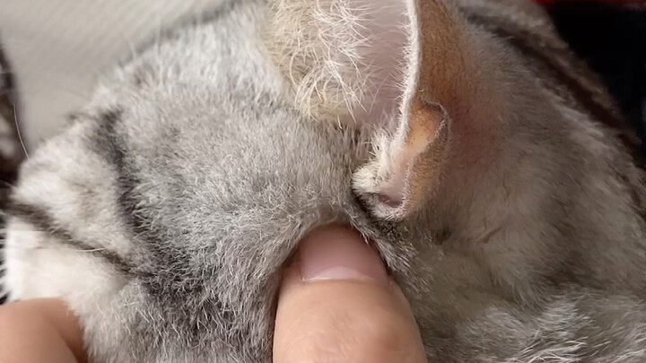 เกร็ดน่ารู้เกี่ยวกับแมว