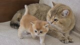 [Động vật] Bố mèo lần đầu một mình trông bé mèo