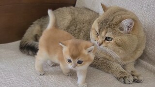 [Động vật] Bố mèo lần đầu một mình trông bé mèo