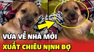 Chú chó về NHÀ MỚI liền xuất chiêu NỊNH BỢ THẦN SẦU 😂 | Yêu Lu