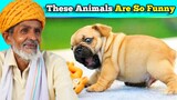 Villagers React To Funniest Animals Compilation ! Tribal People React To Funny Animals