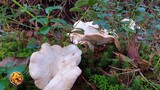 เก็บเห็ดหนังไก่ นอร์เวย์ ตอนที่ 2 ดอกใหญ่ๆงามๆ | Picking wild mushrooms Ep.2 | Piggsopp Ep.2