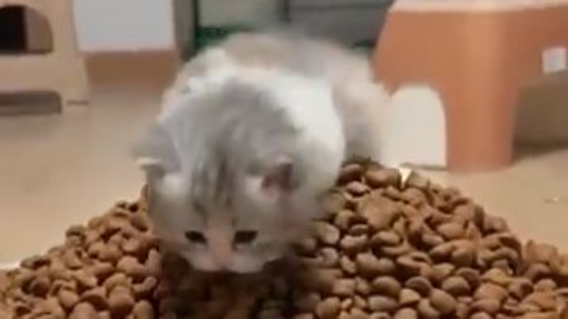 Cat's Dream life