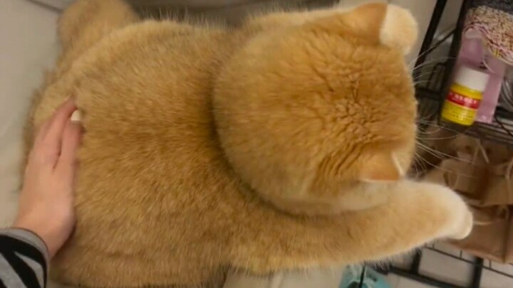 นี่...อ้วนเกินไปแล้วมั้ง~!!!