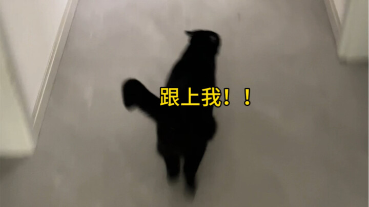 Maaf, Neko-chan!! Aku benar-benar nggak bisa!!