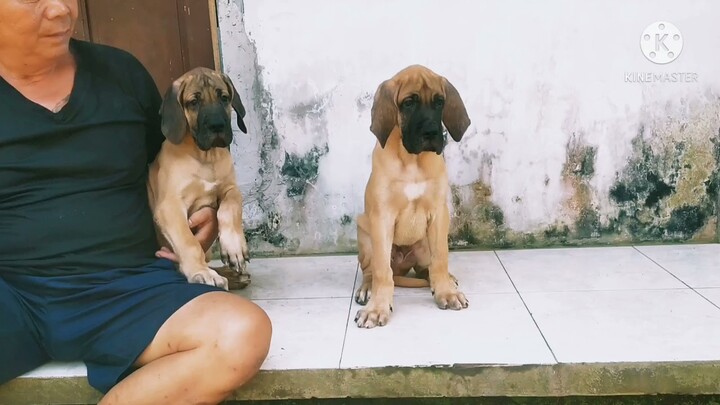 great dane puppies compilation