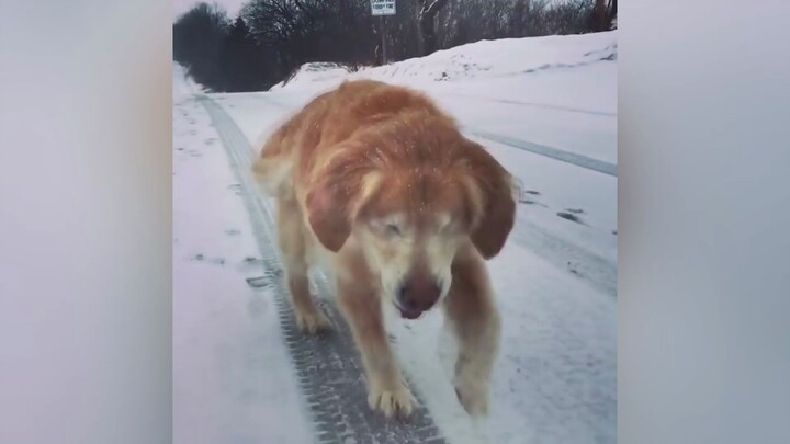 Anjing berusia 15 tahun yang kehilangan penglihatan di kedua matanya tetap bermain di salju dengan m