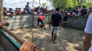 sabong