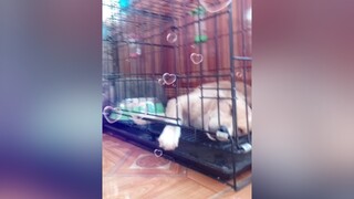 E Bơ ngủ yêu ko ạ? yeucho yeuchomeo cún cúncon chó chómèo chócon chó_cưng chókhôn yeuchomeo cưng chócute pet dog dogsoftiktok doggo