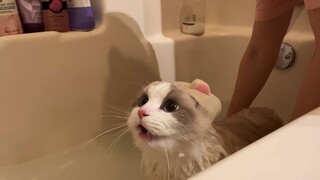 [布偶猫]洗澡暴躁骂人现场 全程奶叫拒绝猫猫落泪（然而澡还是要洗的呀~）猫生艰难