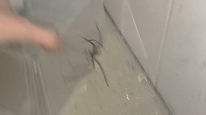 Cách vui vẻ tiễn chú nhện chân cao trán trắng lạc đường đến nhà bạn ra khỏi cửa