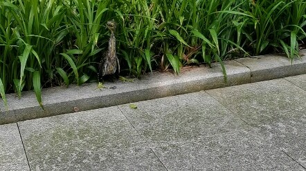 เก็บนกขาสีเขียวได้ที่โรงเรียน รู้สึกว่ามันเป็นสัตว์คุ้มครองเลยนะ แต่เจ้าตัวเล็กนี่ดุมาก จึงพามันกลับ