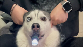 Who doesn't have a little dog motorcycle yet?