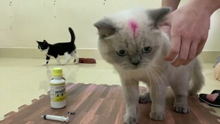 Hướng dẫn cho mèo uống thuốc đơn giản - bé Gạo hôm nay sang Tiệm Mèo Sen thị phạm uống thuốc