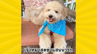สัตว์เลี้ยงพื่อนขนปุย : เจ้าหมาสุดซ่าแสนน่ารัก