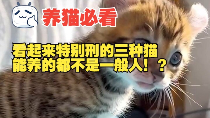 นอกจากขนาดตัวแล้ว แมวสามตัวนี้หน้าตาเหมือนกับแมวตัวเก่าที่คุณอยากลูบไล้เป๊ะเลย!