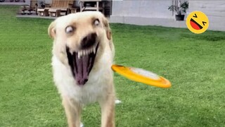 Funniest Dogs And Cats Videos 😅 - Best Funny Animals Videos 2023😇 #6