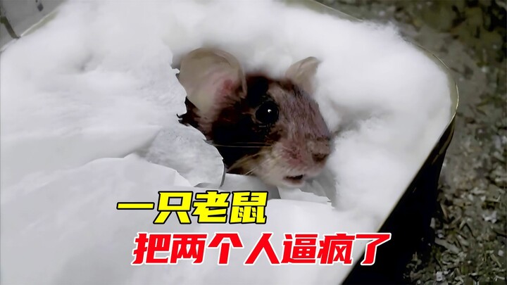 How could a mouse drive a person crazy to this extent?