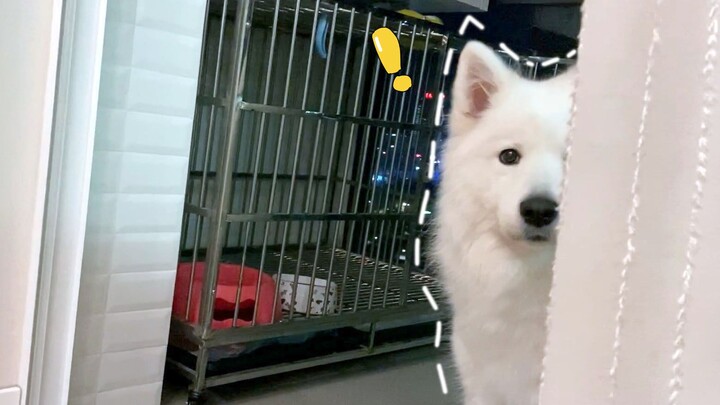 Hal terpenting di hati permen lunak Samoyed terungkap: makan itu yang utama, si permen lunak berkata