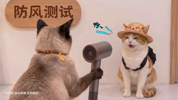 Money the Kitten Changed Hats