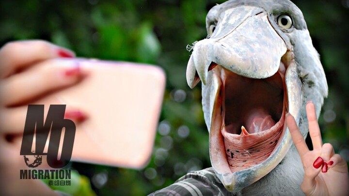 นกกระเรียนหัววาฬ – ถอนขนมอบเป็นของขวัญ ชอบโค้งคำนับ! ยืนนิ่งดั่งต้นสน! ศัตรูธรรมชาติของจระเข้? ต้นตร