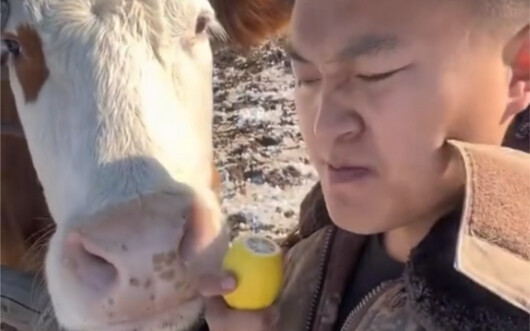 Curious and gluttonous Niuniu is tempted by his owner eating a lemon—and ends up biting into it hims