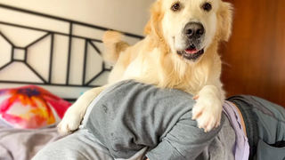 โกลเด้น รีทรีฟเวอร์ทำอะไรเมื่อฉันไม่อยากเล่นกับมัน!