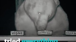 A beekeeper in Türkiye encountered a group of bears that were determined to steal his honey.