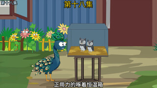 孔雀雉想偷小雪鸮来当自己的孩子