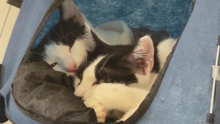 Romantic Cat - Serasa dunia milik berdua