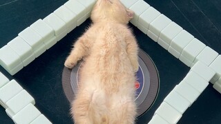 القط الصغير يجرب مائة مهنة: القط الصغير الحظي (في لعبة الماهجونغ...