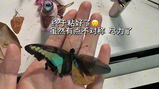 From then on, a legend spread throughout the butterfly world about a butterfly doctor who could crea