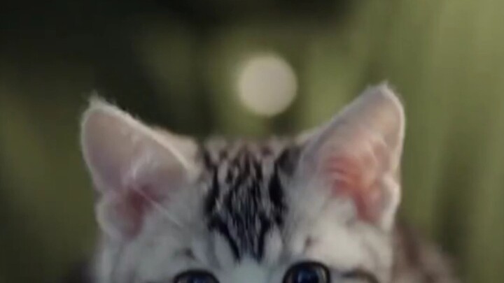 My little kitten is the household guardian spirit.