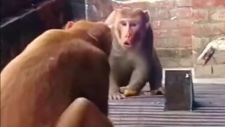 تجربة المرآة الأكثر شهرة في العالم مع الحيوانات