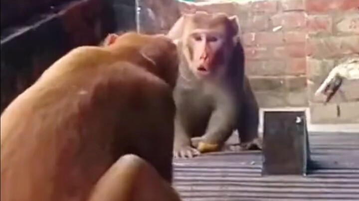 世界最著名的动物照镜子实验