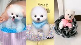 Tik Tok Chó phốc sóc mini Funny and Cute Pomeranian Videos #15