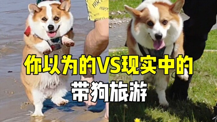 السفر مع الكلاب كما تتخيله vs السفر مع الكلاب في الواقع