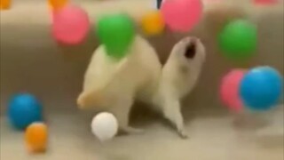 Tikus-tikusku, aku lagi-lagi kena tipu!