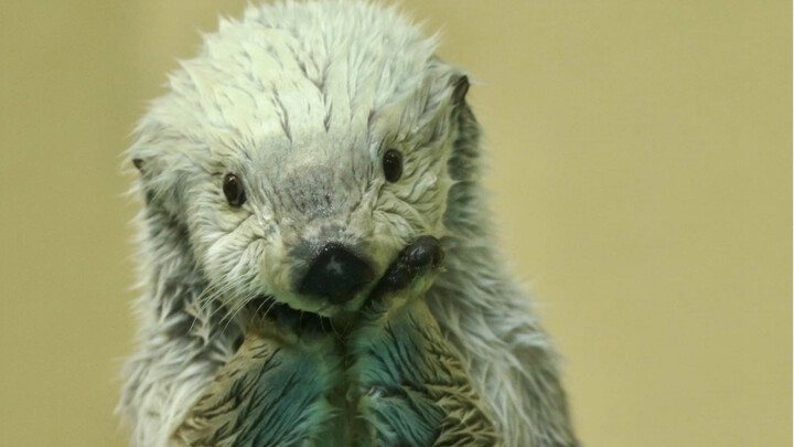 Who's the smartest baby in kindergarten?～