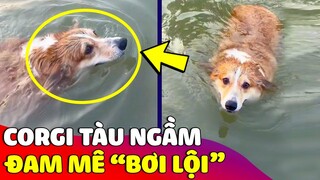 Xuất hiện Corgi 'TÀU NGẦM' chạy bằng cơm vì suốt ngày xin mẹ đi bơi 😅  Gâu Đần