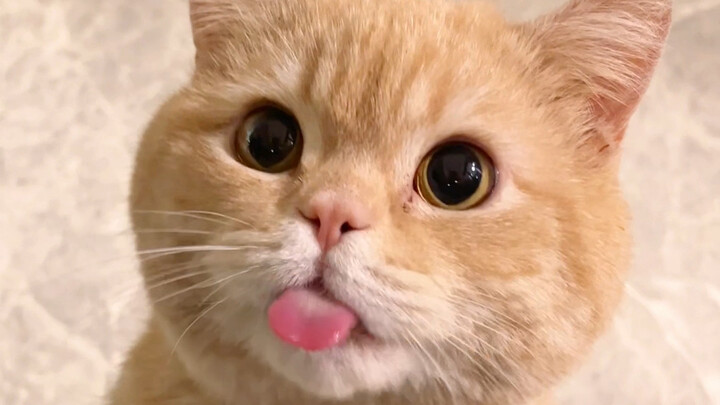 Eh, kucing kecil tidak bisa diabaikan!