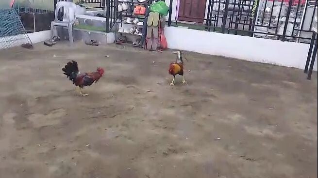 Howard Belk Gull vs Whitehackle X Lemon